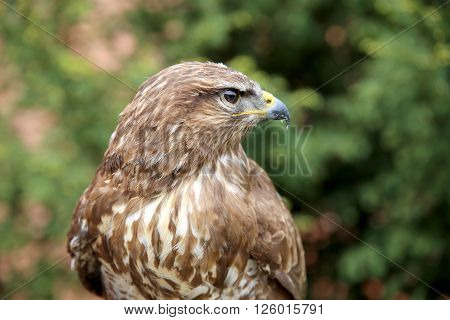 Head Shot Of An Buzzard With Blurred Green Natural Background