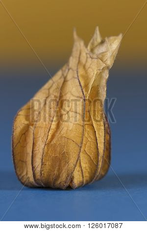 One ripe Physalis fruit enclosed in its calyx against a yellow and blue background