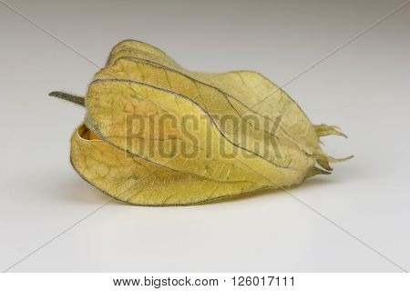 One ripe Physalis fruit enclosed in its calyx against a bright background