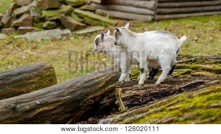 Adorable baby goat jumping around on a pasture