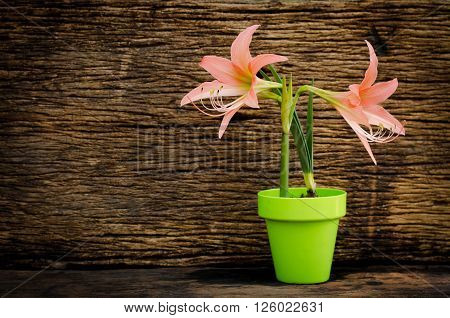 Web banner background by Spring gardening with garden tools kid toy and plant growing over old wood background vintage style