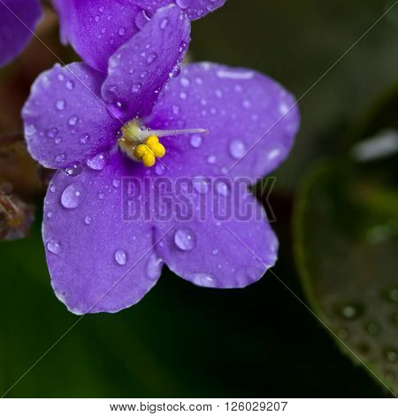 Purple African Violets Flowers Macro. Selective focus.