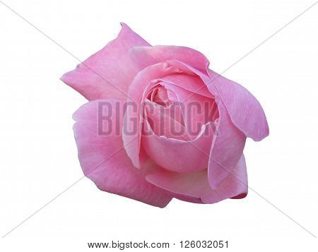One pink rosebud flower on white backgroung.