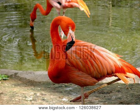 few beautiful pink flamingo standing in pond