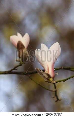 Pink magnolia flowers blossomed in the spring