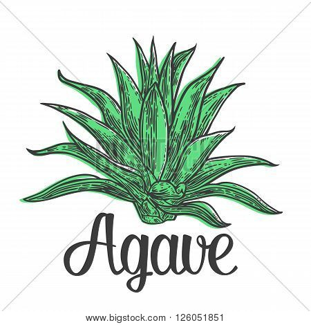 Cactus blue agave. Vintage vector engraving illustration for label poster web.
