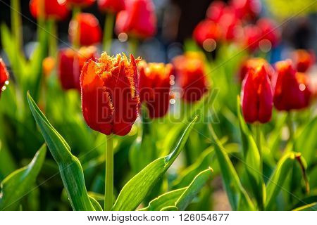 red tulips with yellow edged petals on green blurred background of gaden bokeh