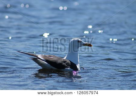 The Lesser Black-backed Gulls swim on a lake. This Lesser Black-backed Gull is swimming happily on a lake