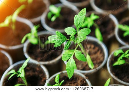 The Beautiful little seedlings in cups close up.