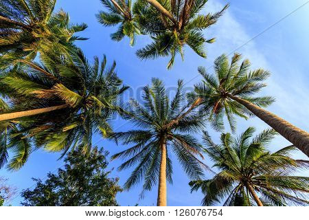 Vertical Perspective Of Palm Trees At Evening