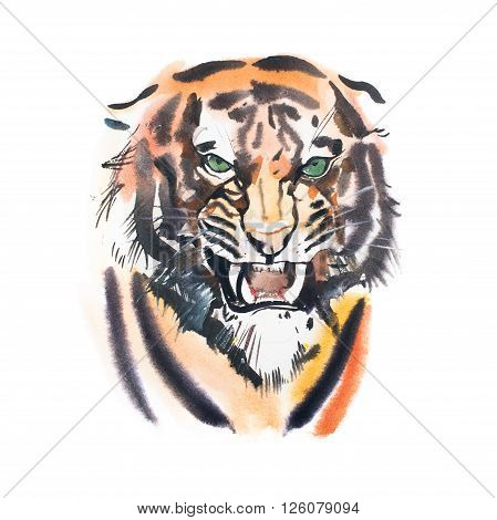 Watercolor drawing of angry looking tiger. Animal portrait on white background