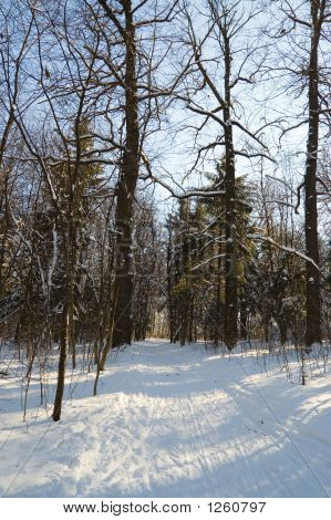 Forêt d'hiver