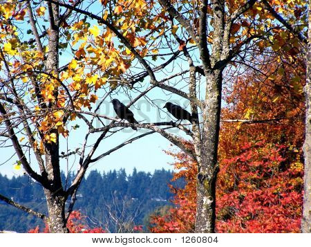 Herbst Amseln