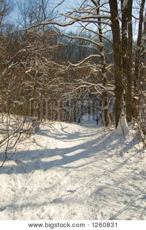 Forêt d'hiver