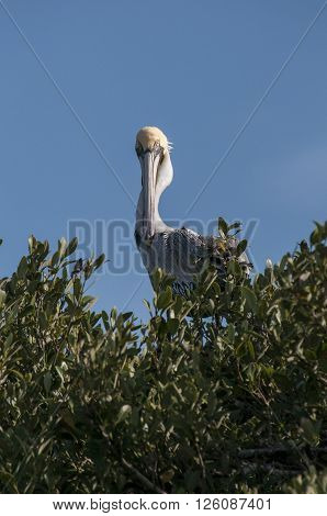 Brown Pelican makes eye contact from atop a mangrove tree
