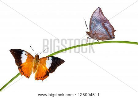 Isolated Tawny Rajah butterfly with clipping path