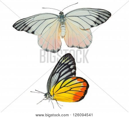 Isolated Painted Jezebel butterfly on white with clipping path