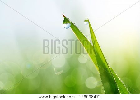 Fresh green grass with water drops closeup. Soft focus. Nature Background