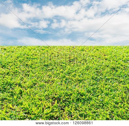 Green grass with blue sky and white cloud Can used for display or montage your products