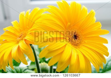 Gerbera flower. Flower. Beauty. Nature. Macro photo.