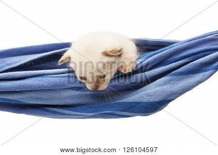 White kitten in a hammock. Cute white kitten in a blue hammock having rest, look down curious, isolated at white. Adorable pet. Small heartwarming kitten. Little cat. Animal isolated. High key