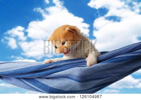 Red kitten in a hammock. Cute orange kitten in a blue hammock having rest, relax at blue sky background. Adorable sad pet. Small heartwarming kitten. Little cat. Animal isolated. High key