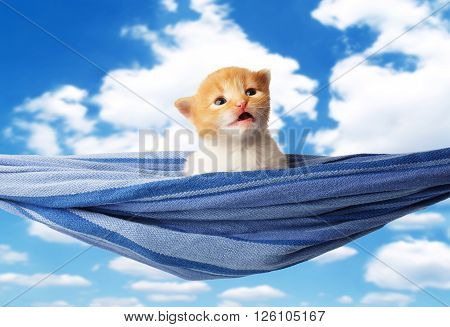 Red kitten in a hammock. Surprised Cute orange kitten in a blue hammock having rest, relax at blue sky background. Adorable sad pet. Small heartwarming kitten. Little cat. Animal isolated. High key