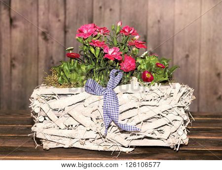 Gillyflowers and Daisies in a white wooden Basket with wooden background for decoration.