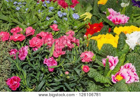 Gillyflowers and other spring flowers in a nursery.