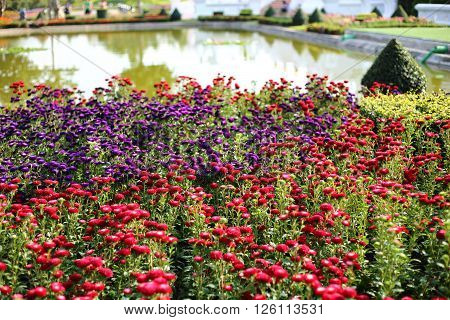 Flowers plantation in Royal Ratchaphruek Park at Thailand
** Note: Shallow depth of field