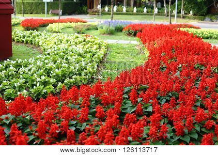 Flowers plantation in Royal Ratchaphruek Park at Thailand
** Note: Shallow depth of field
