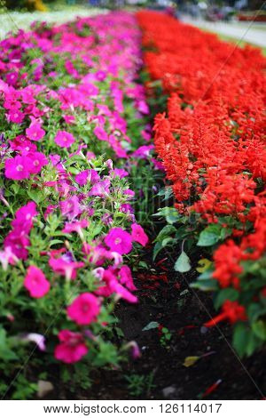 Flowers plantation in Royal Ratchaphruek Park at Thailand
** Note: Shallow depth of field