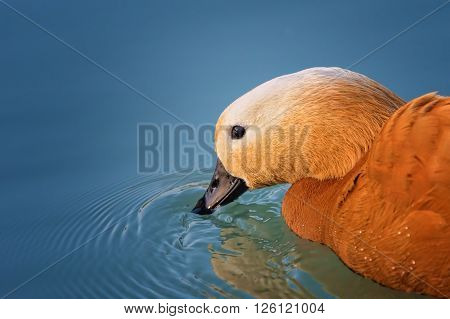portrait of Ruddy shelduck on the lake