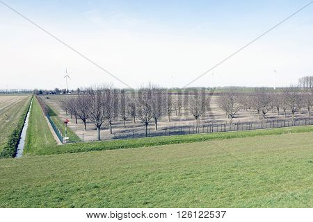 tree plantation in dutch province of flevoland near Zeewolde seen from dike