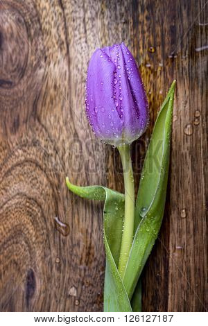 violet tulip with water drop isolated on wood background