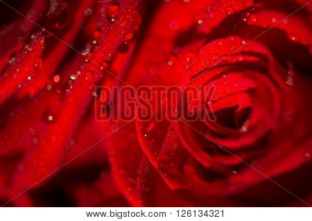 Macro photo of a rose with water droplets. Spring theme.