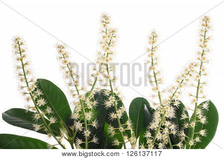 Prunus laurocerasus flowers isolated on white background
