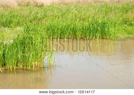 Mały staw