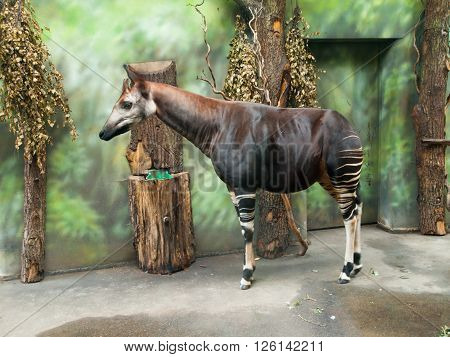 Okapi giraffe, Okapia johnstoni, in the indoor part of a zoo.
** Note: Soft Focus at 100%, best at smaller sizes