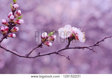 Macro shot of a branch of slightly blurred beautiful apricot flowers flowing in the wind (selective focus on the buds and flowers shallow DOF) in the morning mist in pink tones