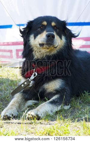 Dog breed 