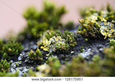 macro moss on cortex tree small vegetation
