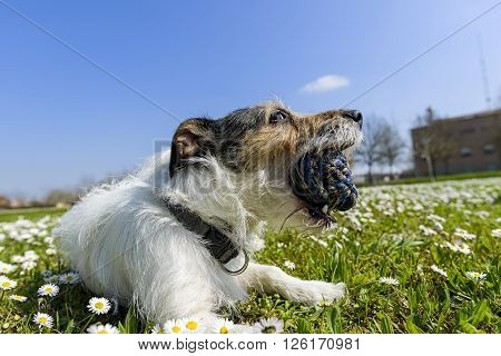 jack russell terrier dog with ball in his mouth in the middle of a meadow of daisies