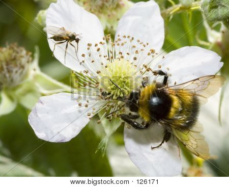 Biene auf Blume