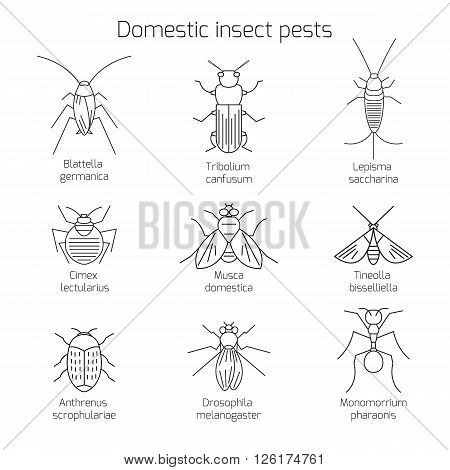 Set of domestic insect pests pests. Thin line symbols of bug. Geometrical design element isolated on white background. Mole and cockroach, mealworm and carpet beetle, ant and drozofilla