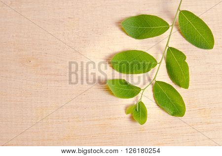 Moringa (Other names are Moringa oleifera Lam. MORINGACEAE Futaba kom hammer vegetable hum hum bug bug Hoo) leaf on wooden board background