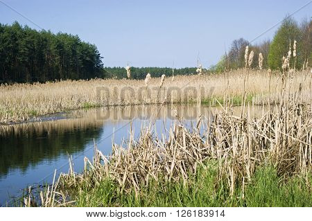 Spring, broadleaf cattails in the backwater of the river,landscape,nature
** Note: Visible grain at 100%, best at smaller sizes