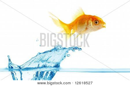 Or petit poisson saute hors de l'eau