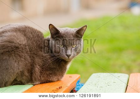 Calm apathetic grey cat sitting on the bench and looking at camera, close up, copy space