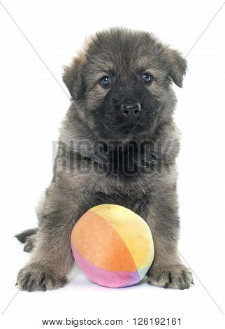 Altdeutsche Schaferhunde in front of white background
